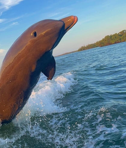 Dolphin Excursion With Reel Kind Charters