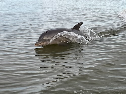 Dolphin Tours in Marco Island