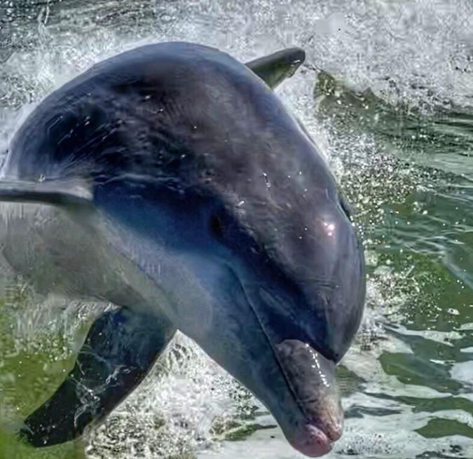 Dolphin tours Marco Island