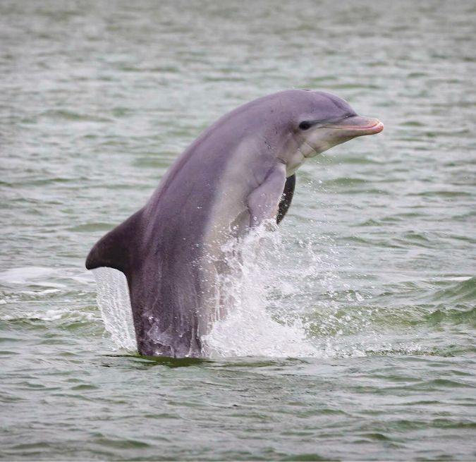 Marco Island dolphin watching